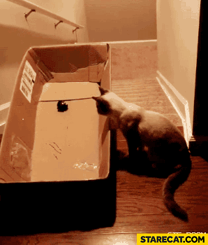 cat-sliding-down-the-stairs-in-a-box-ani