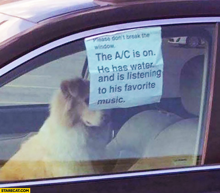dog-in-a-car-the-ac-is-on-he-has-water-a