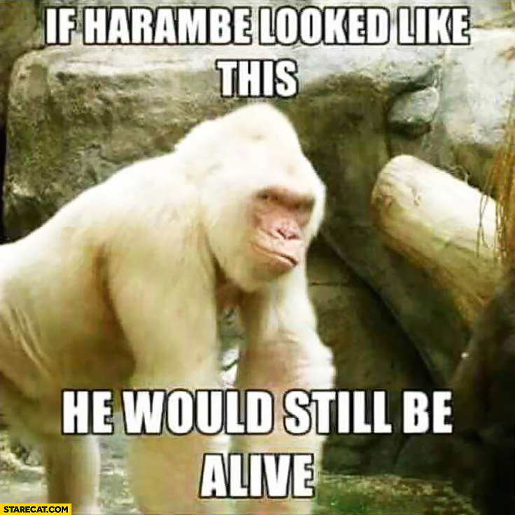 if-harambe-looked-like-this-he-would-be-