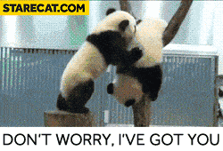 panda-dont-worry-ive-got-you.gif