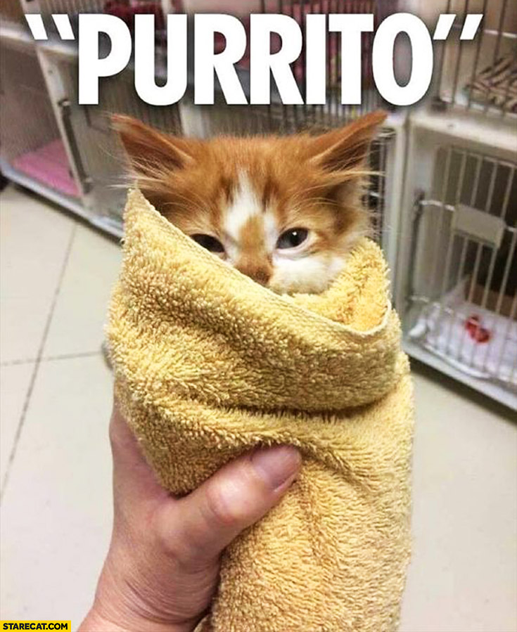 purrito-cat-kitty-in-a-towel-tortilla-burrito.jpg