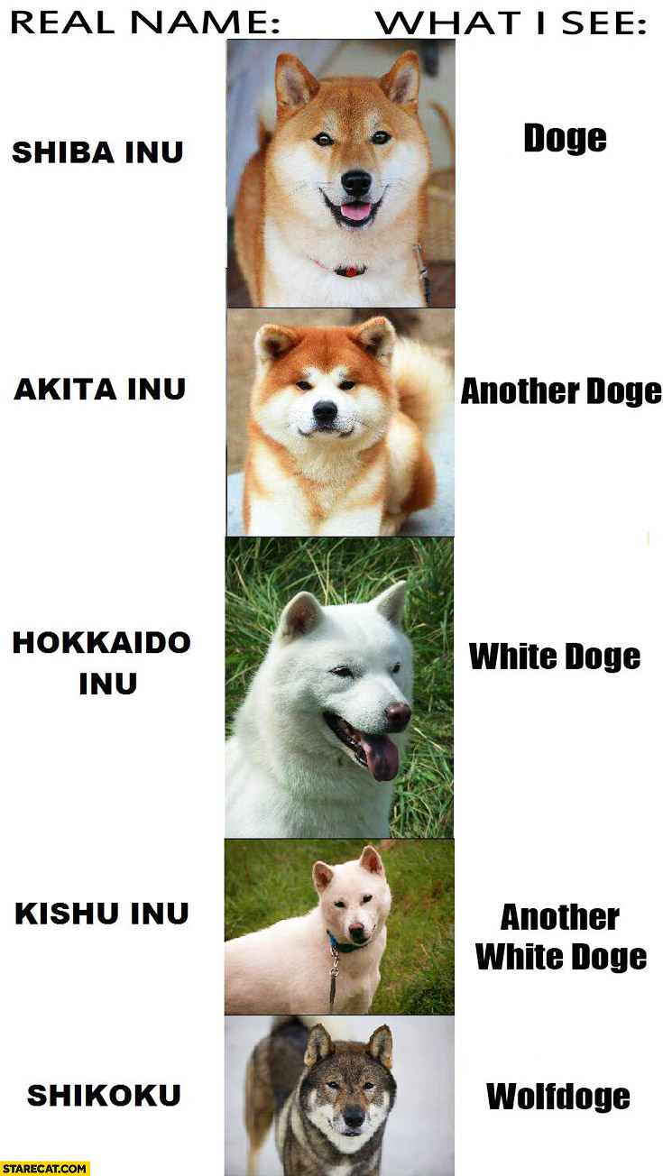 An Introduction To Japanese Dog Breeds Doge