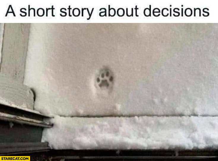 A short story about decisions cat refused to go out paw on a snow
