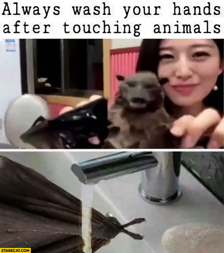 Always wash your hands after touching animals, bat washes his hands wings after touching asian