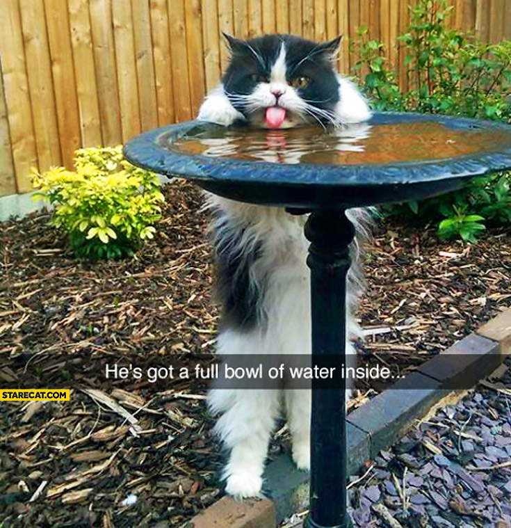 Angry cat drinking water he’s got a full bowl of water inside