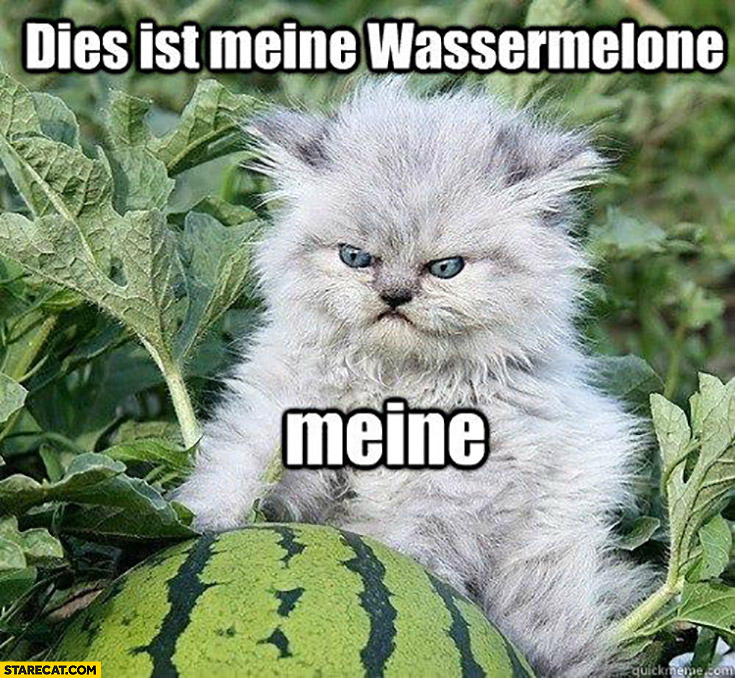 Angry cat this is my watermelon in German dies ist meine wassermelone