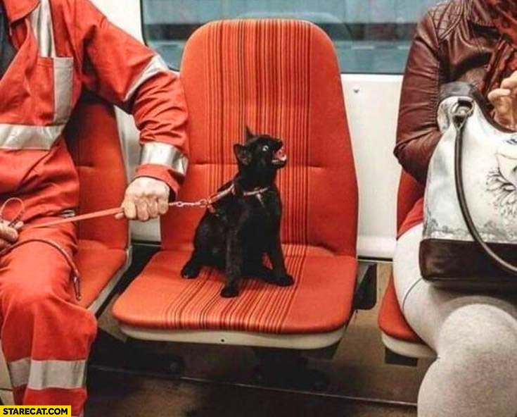 Angry evil cat metro
