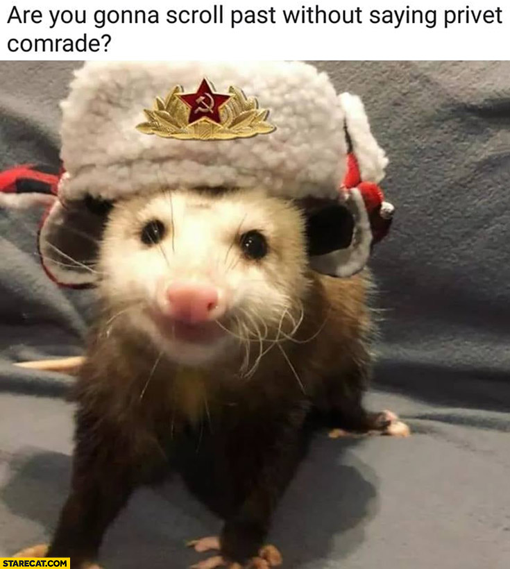 Are you gonna scroll past without saying privet comrade? Russian ferret