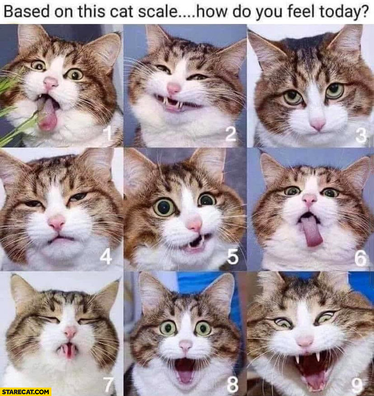 Based on this cat scale how do you feel today