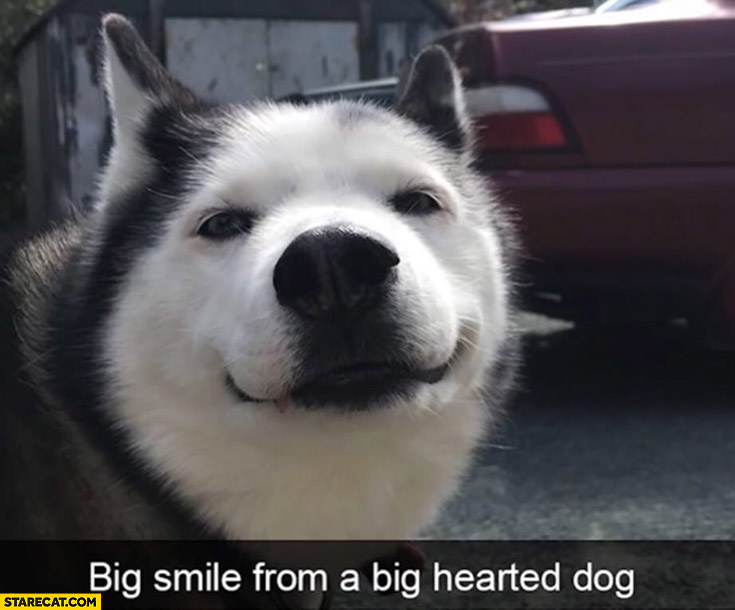 Big smile from a big hearted dog