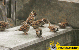 Birds fight animation GIF animation