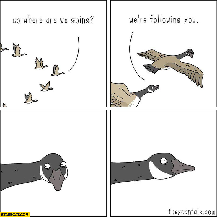 Birds so where are we going were following you comic