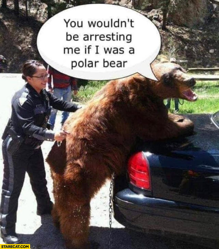 Black bear you wouldn’t be arresting me if I was a polar bear