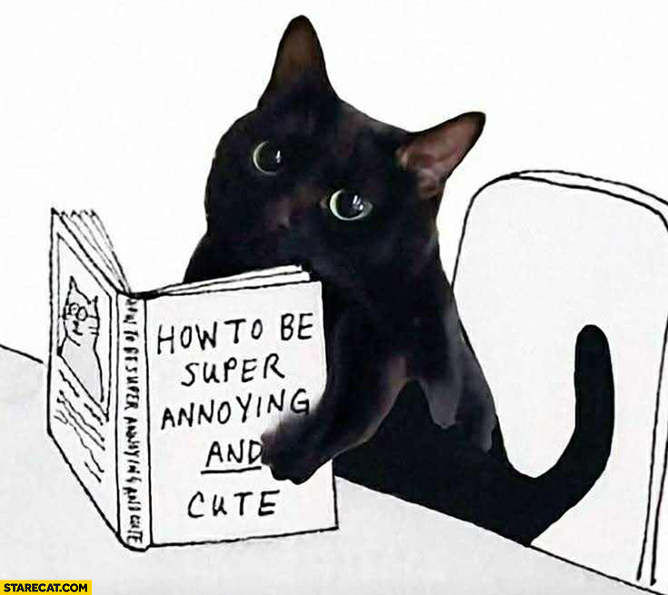 Black cat reading book how to be super annoying and cute