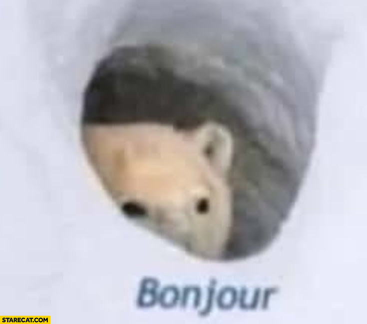 Bonjour polar bear cave original meme