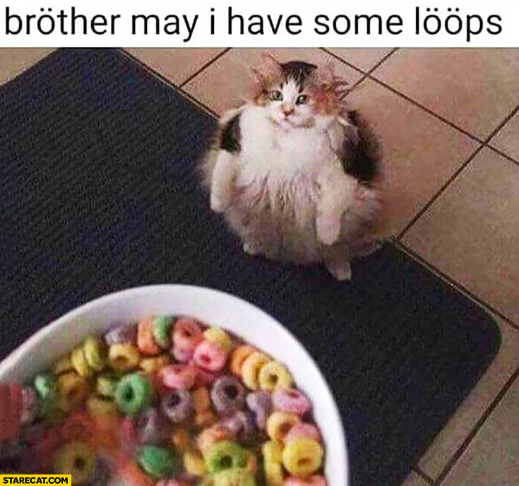 Brother may I have some loops? Fat cat asking