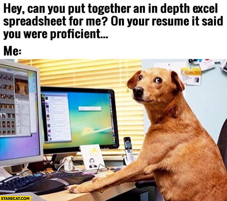 Can You Put Together An In Depth Excel Spreadsheet For Me On Resume It Said You Were Proficient Me Looking Like A Dog Starecat Com