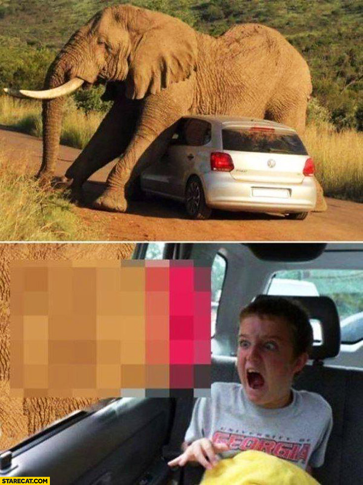 Car stuck under an elephant scared kid
