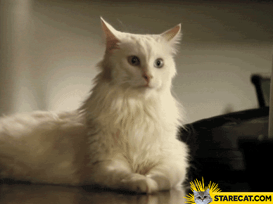 Cat adjusting ears GIF animation