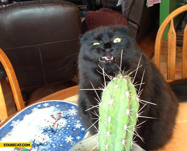 Cat cactus  StareCat.com