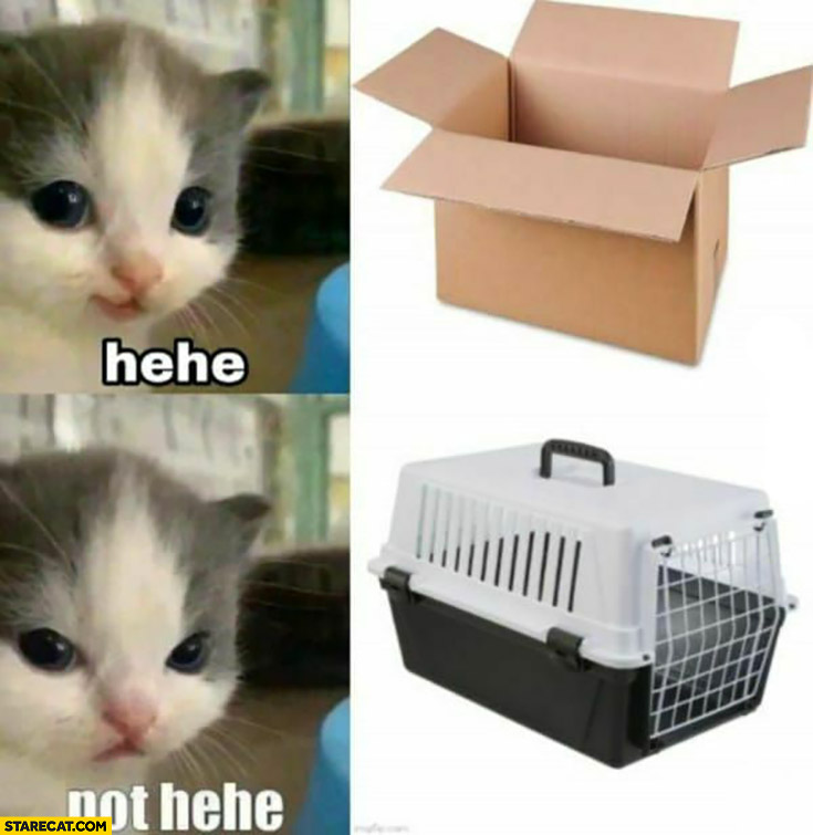 Cat cardbox box hehe vs cat carrier not hehe
