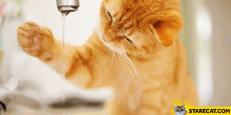Cat catching water GIF animation