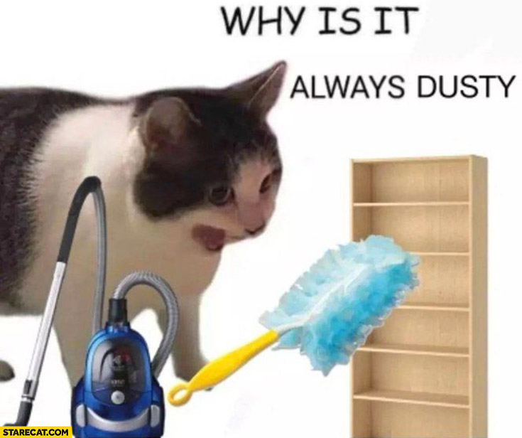 Cat cleaning why is it always dusty