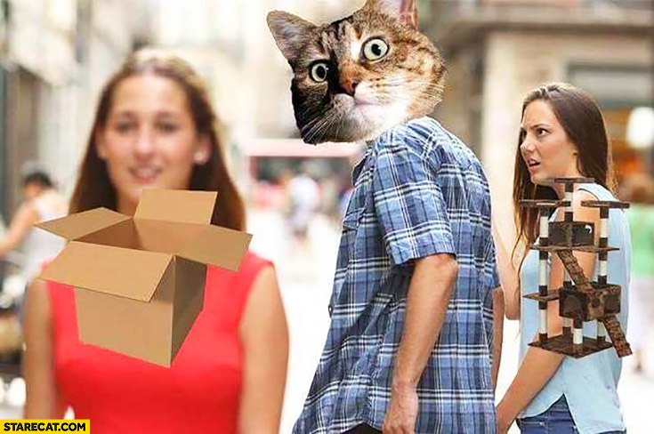 Cat does not want a toy, prefers box instead red dress meme