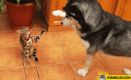 Cat dog fist bump