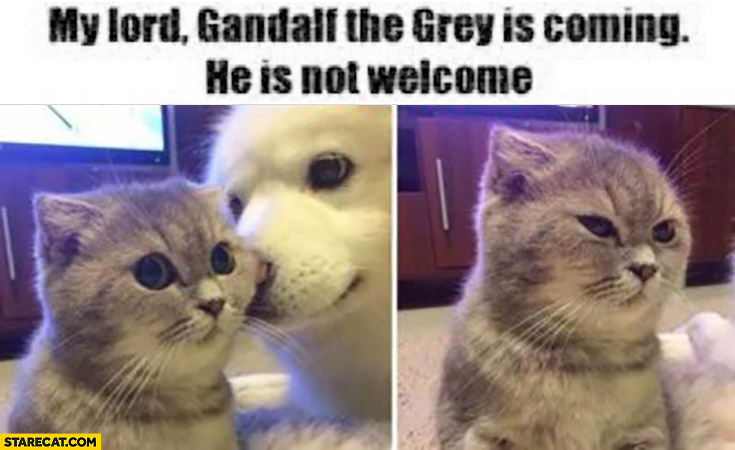Cat dog my lord Gandalf the Grey is coming he is not welcome angry