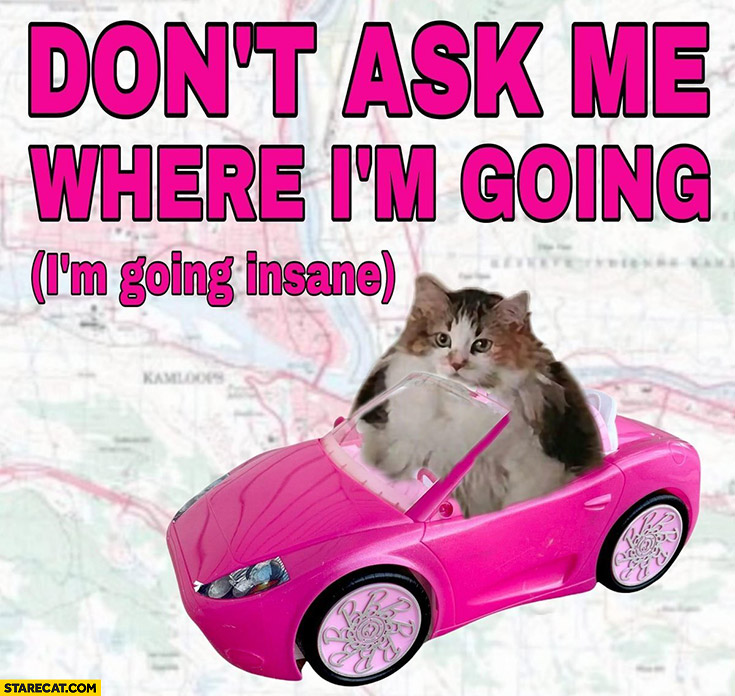Cat don’t ask me where I’m going, I’m going insane