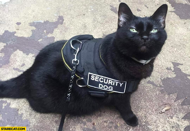 Cat dressed as security dog cosplay