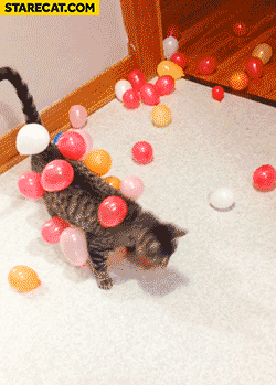 Cat dressed in balloons playing animation