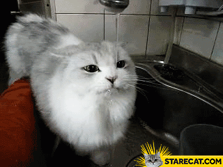 Cat drinking tap water drops GIF animation