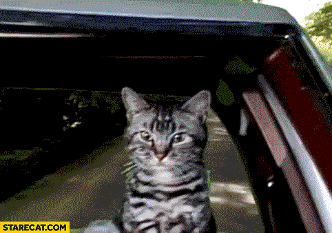 Cat driving a car sees cucumber falls off a cliff gif animation