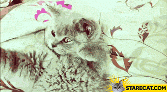 Cat facepalm GIF animation