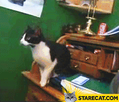 Cat fails to jump over GIF animation