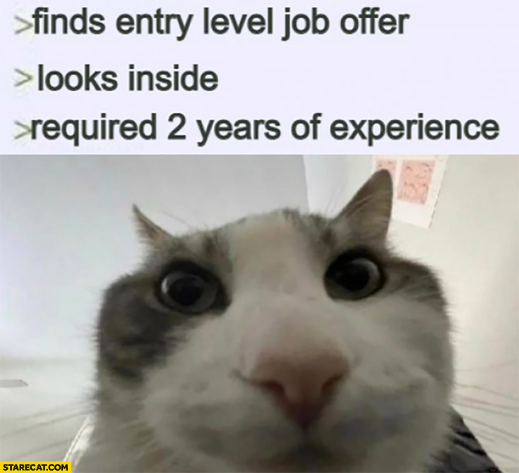 Cat finds entry level job offer, looks inside required 2 years of experience
