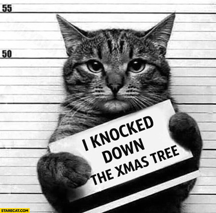 Cat guilty I knocked down the xmas tree prison jail arrest