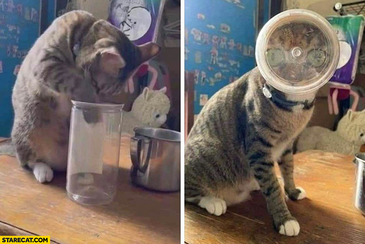 Cat head stuck in a jar weird photo picture huge eyes