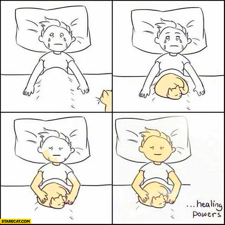 Cat healing powers