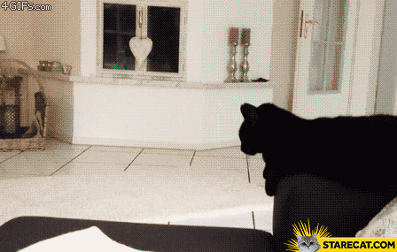 Cat high five GIF animation
