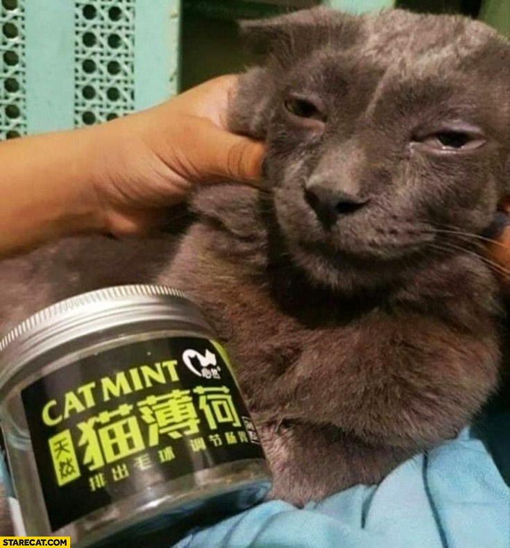Cat high on catnip catmint