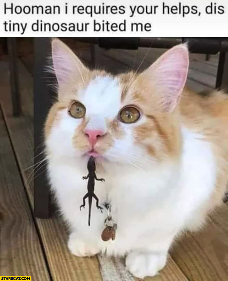 Cat human I require your help this diny dinosaur bit me