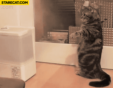 Cat humidifier