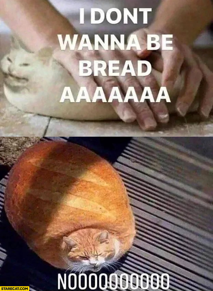 Cat I don’t wanna be bread aaa noo