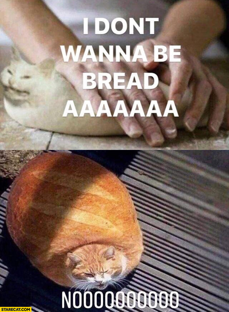 Cat I don’t wanna be bread aaa nooo