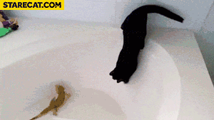 Cat in a bathtub fail animation