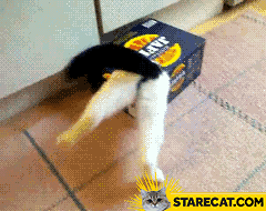 Cat in a box fail GIF animation