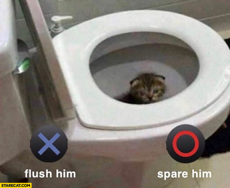 Cat in a toilet flush him spare him options
